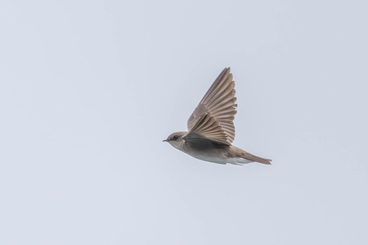 Northern Rough-winged Swallow - County Lister Brendan