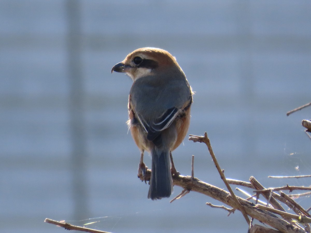 Bull-headed Shrike - ML618262255