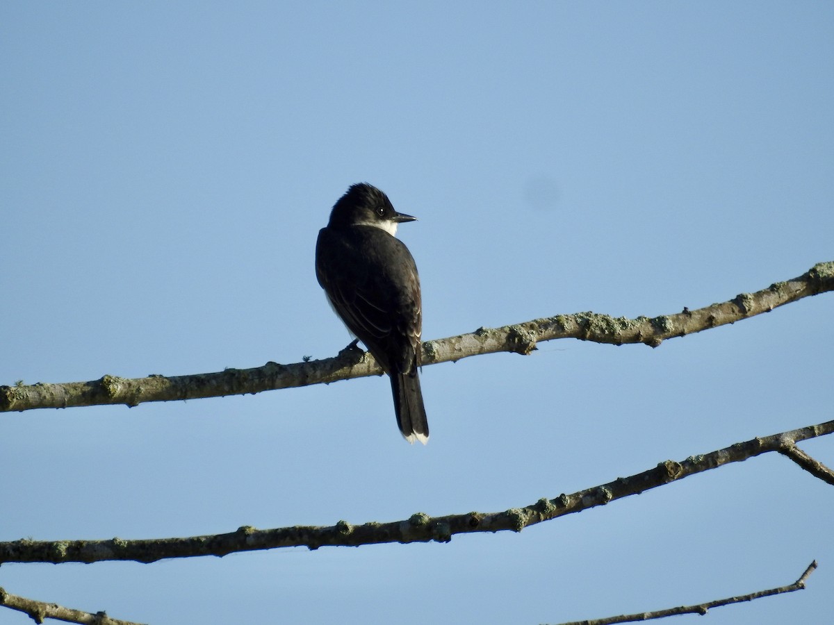 Eastern Kingbird - Seema Sheth