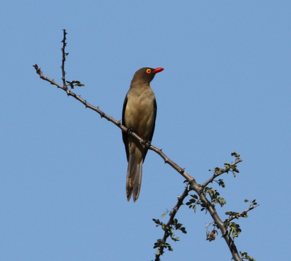 Red-billed Oxpecker - Paul Lenrumé