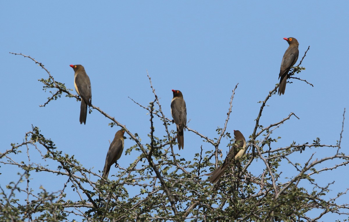 Red-billed Oxpecker - Paul Lenrumé