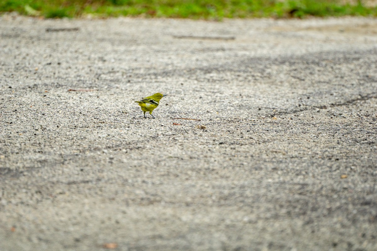 Common Iora - Minjun Kim