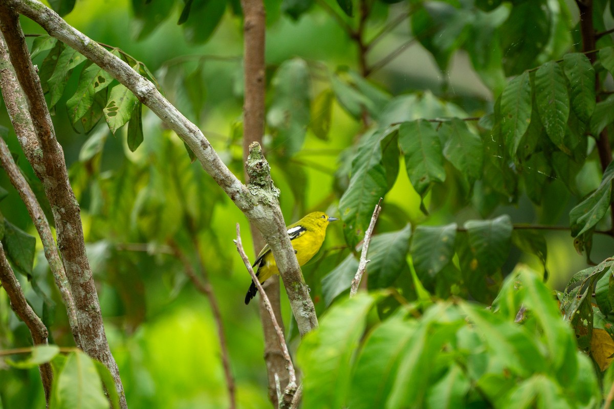 Common Iora - Minjun Kim