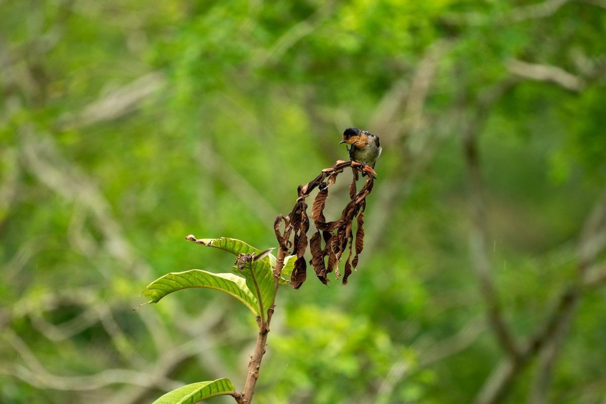 Pacific Swallow (Pacific) - Minjun Kim