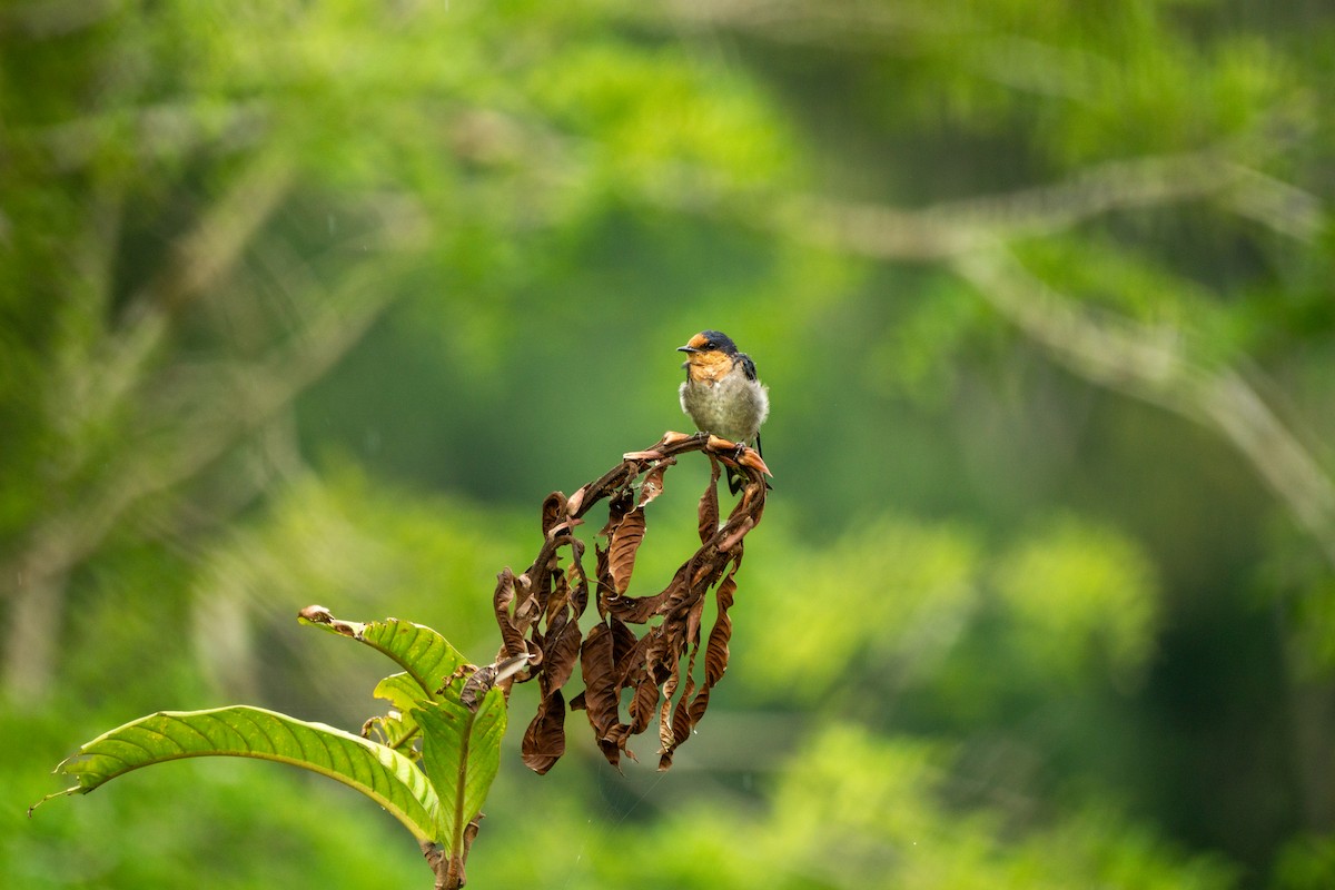 Hirondelle de Tahiti (groupe javanica) - ML618262320