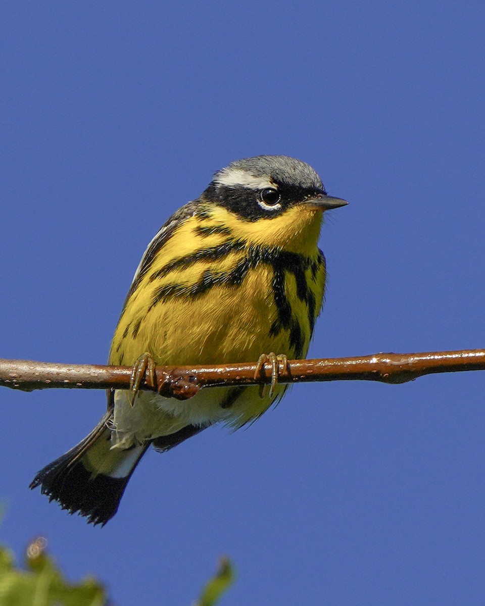 Magnolia Warbler - ML618262329