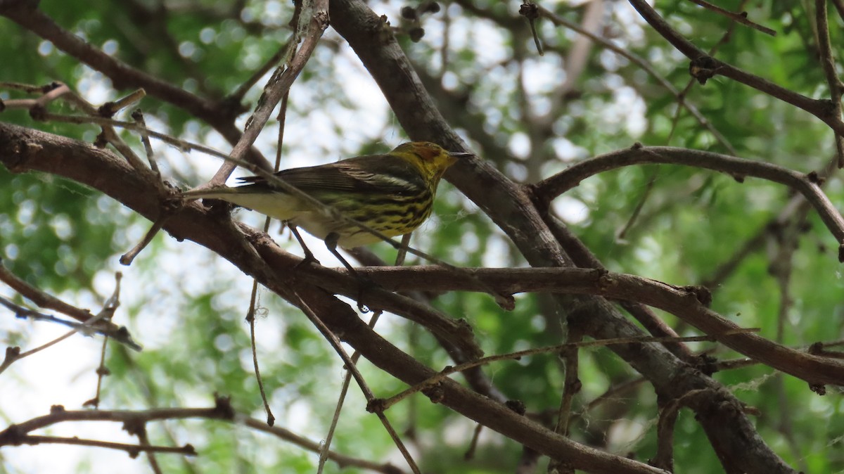 Cape May Warbler - Carol Bell