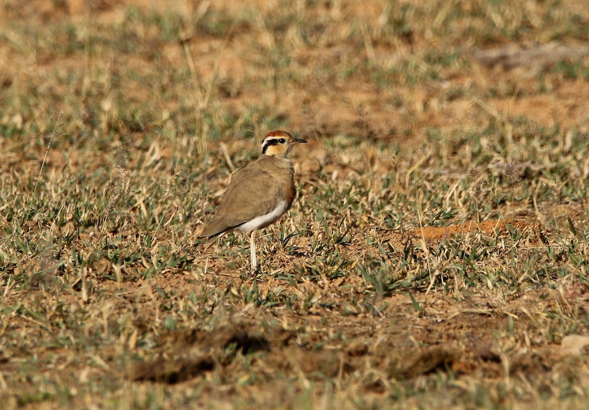 Temminck's Courser - ML618262361