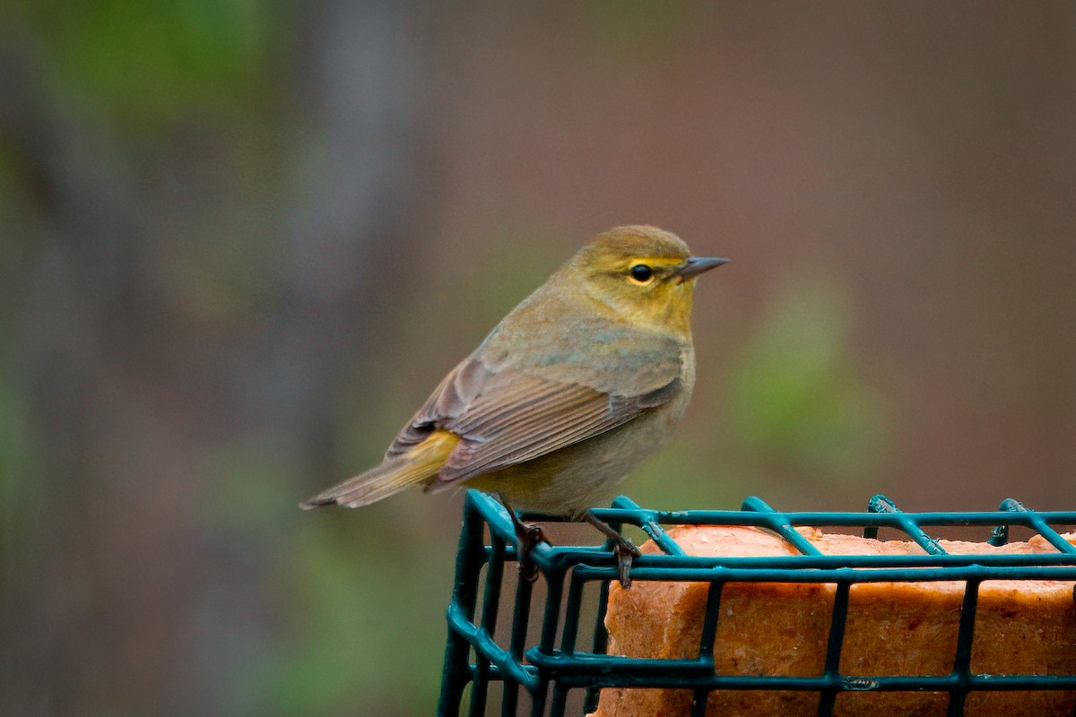 Orange-crowned Warbler - Myron Peterson