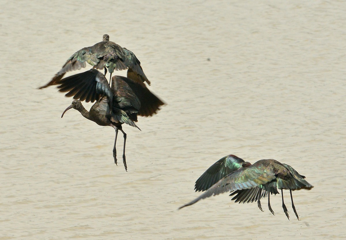 Glossy Ibis - Bill Telfair