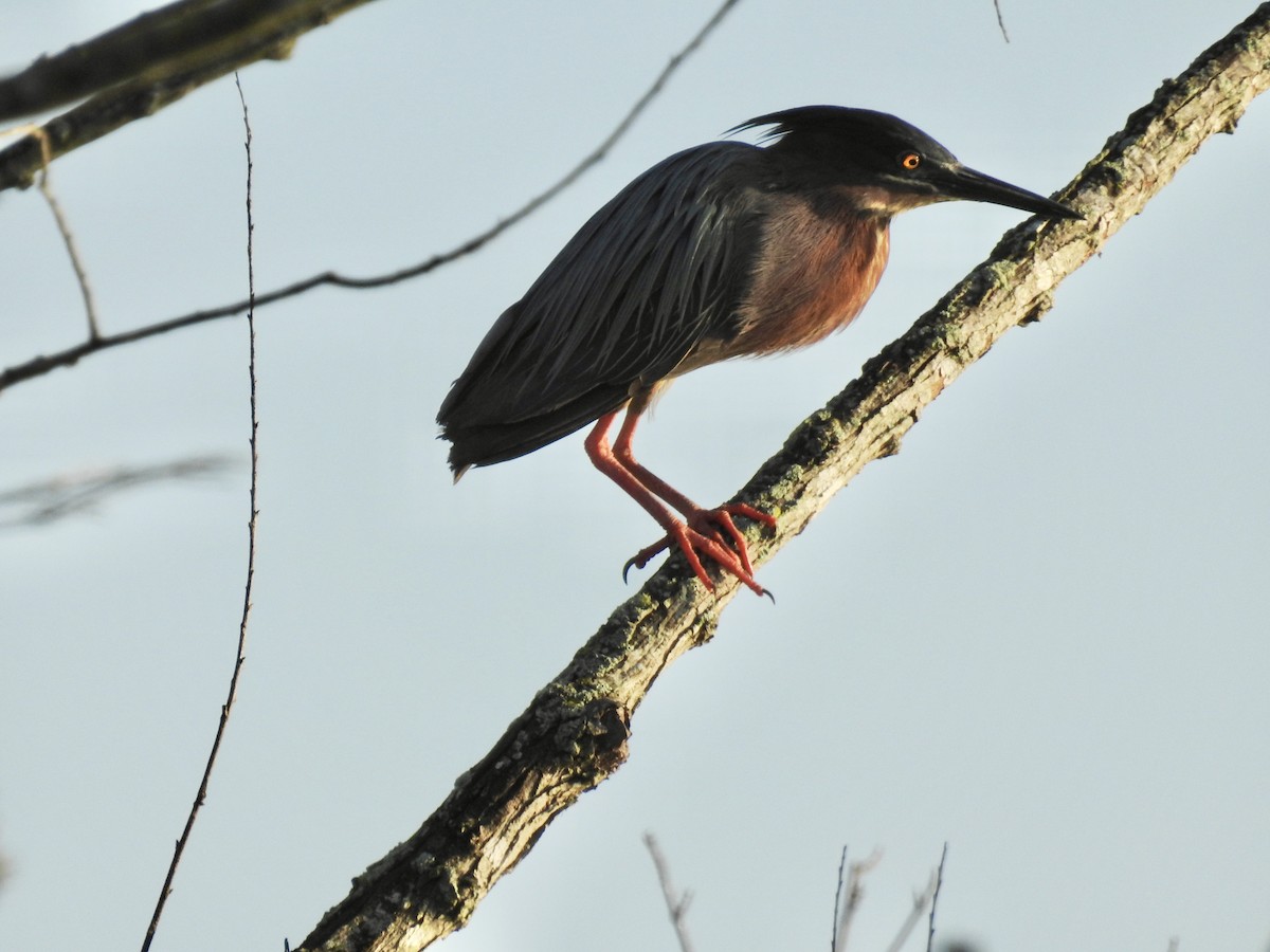 Green Heron - Seema Sheth