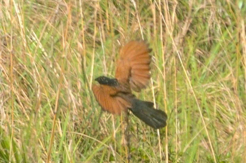 Lesser Coucal - ML618262411