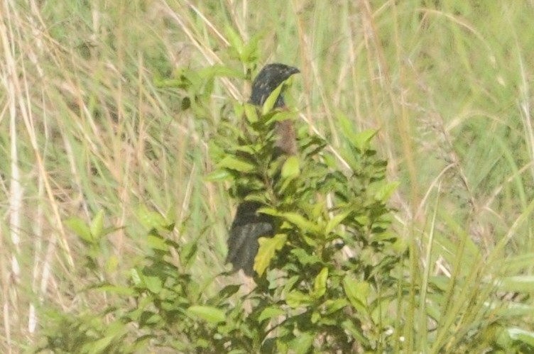 Lesser Coucal - ML618262412