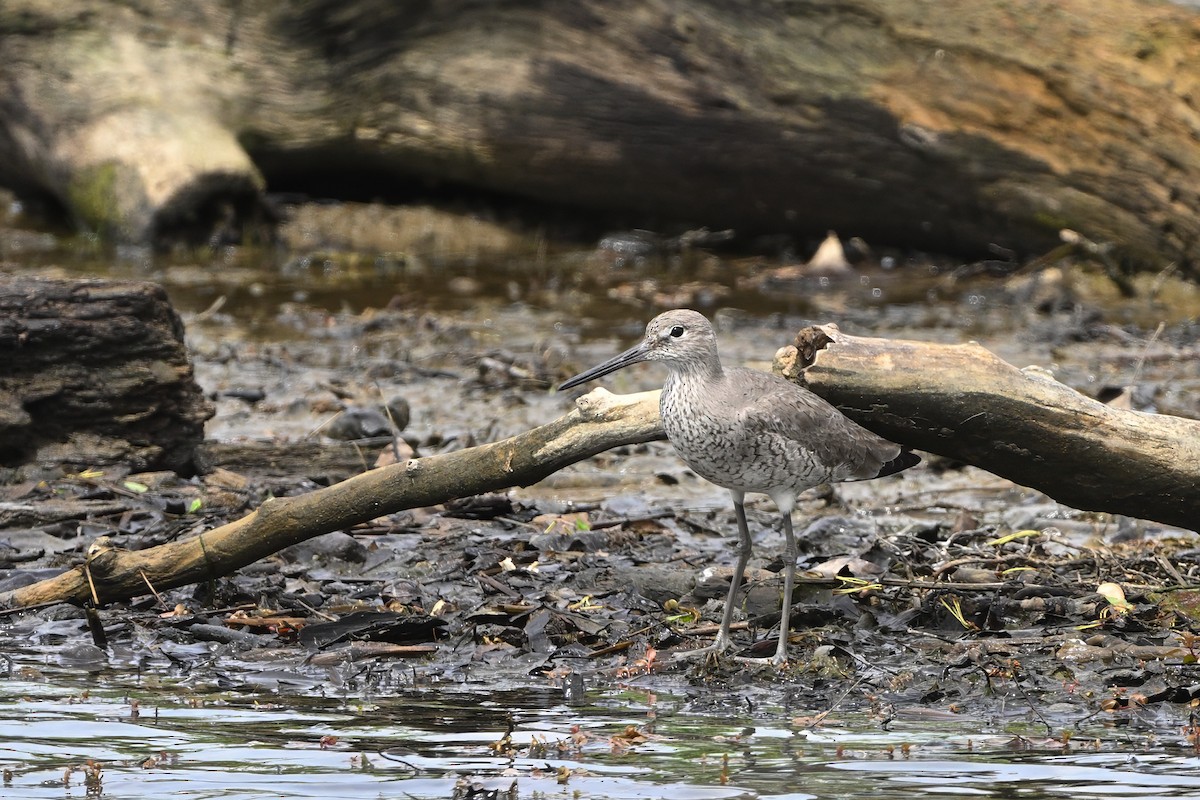 Willet - Vern Wilkins 🦉