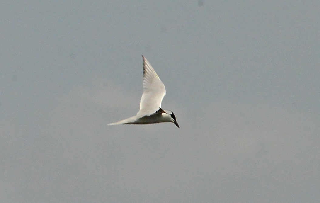 Gull-billed Tern - ML618262429