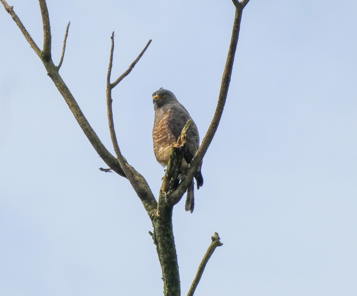 Roadside Hawk - ML618262448