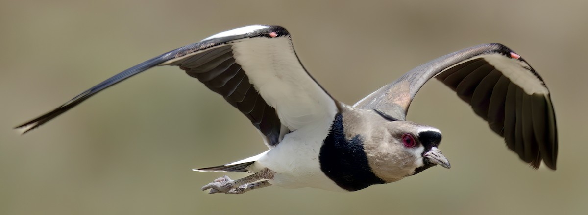 Southern Lapwing - ML618262451