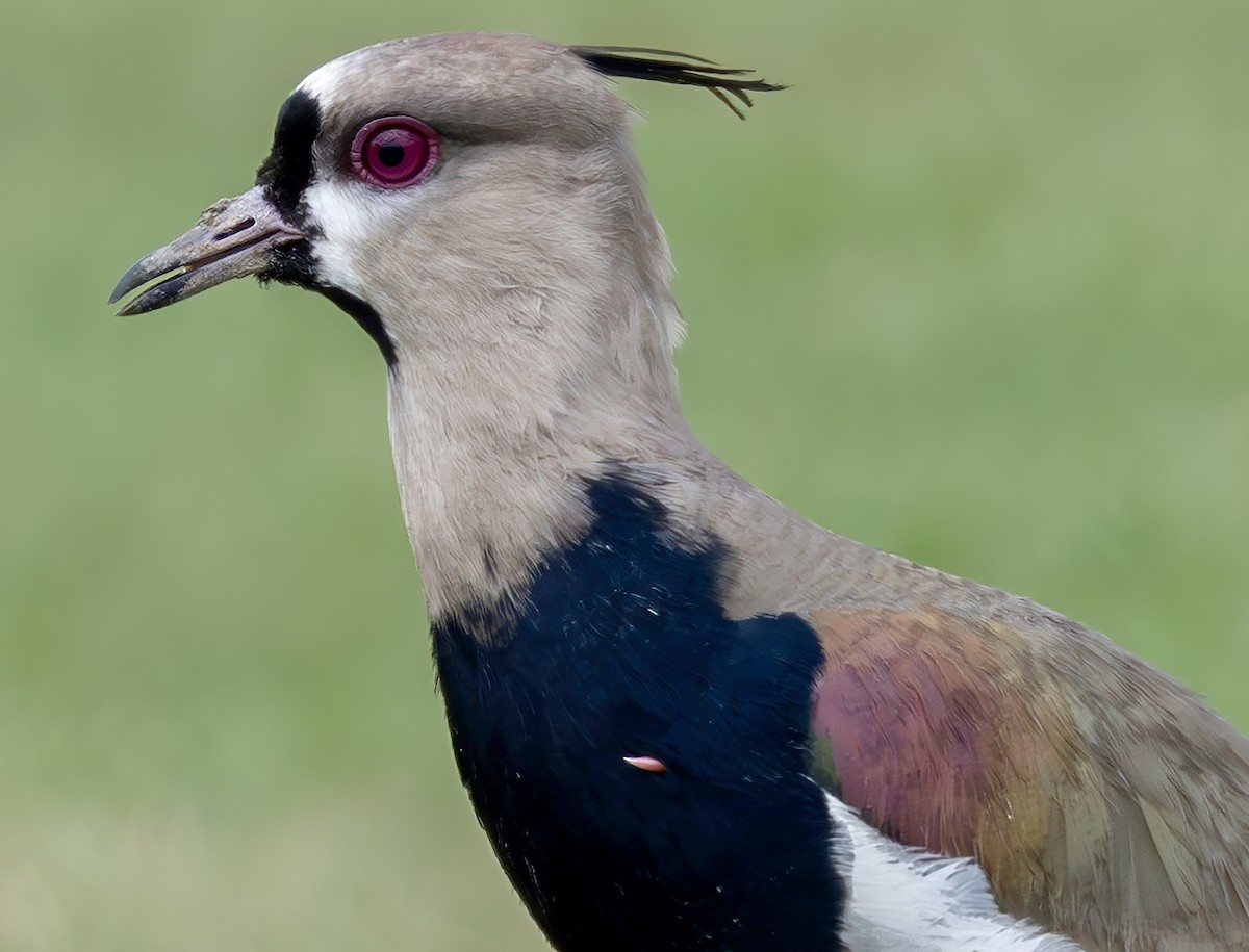 Southern Lapwing - ML618262452