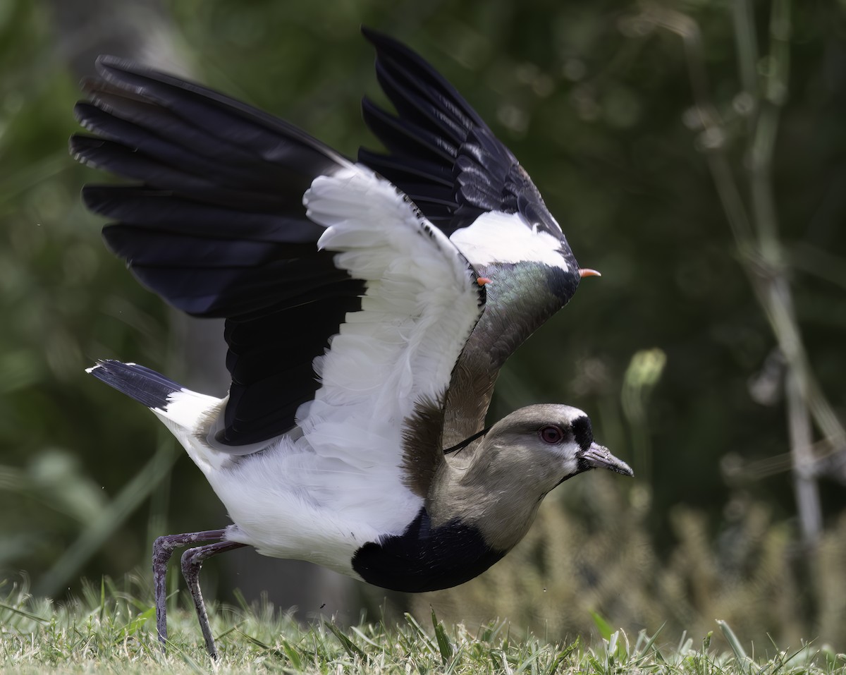 Southern Lapwing - ML618262453