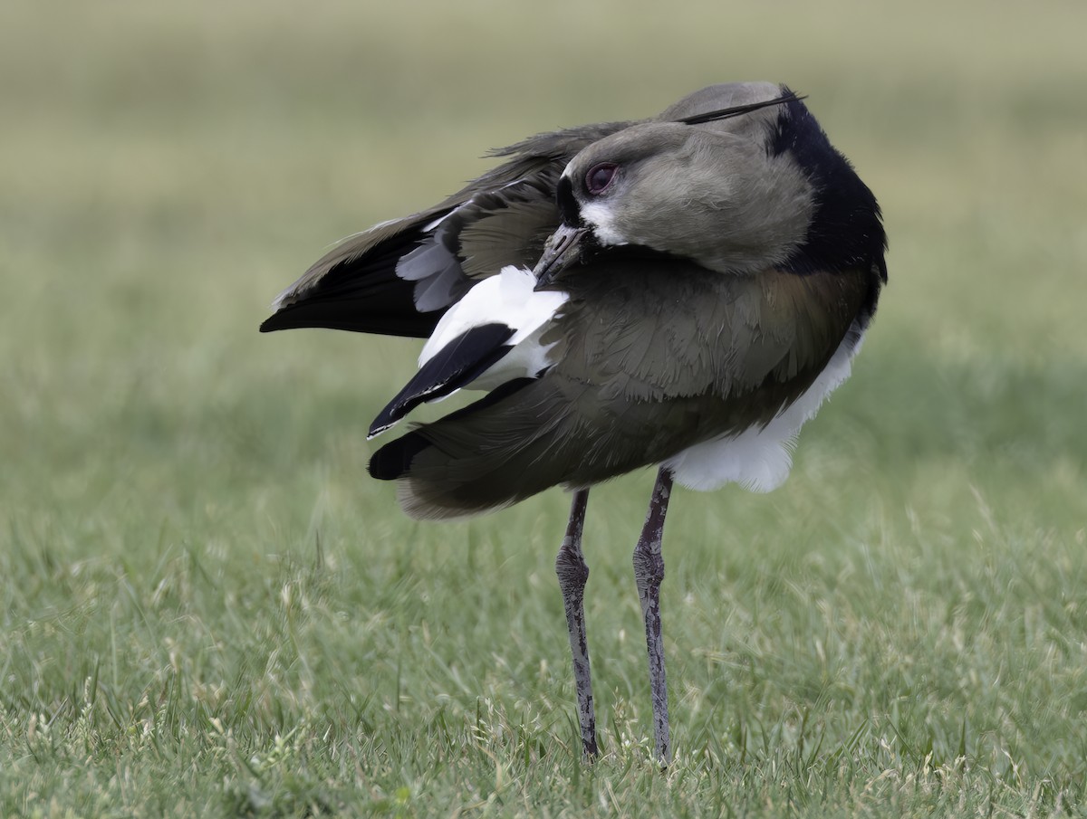 Southern Lapwing - ML618262454
