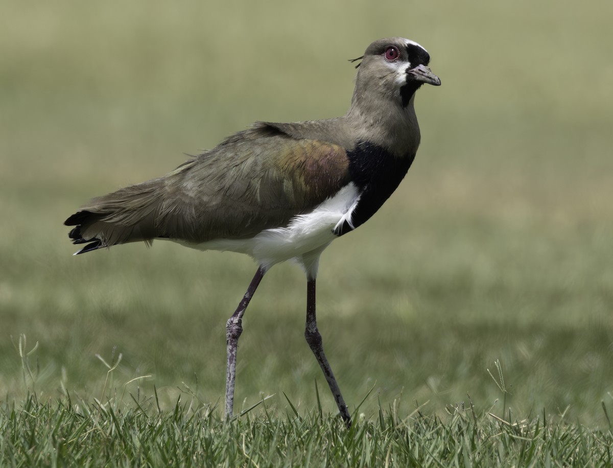 Southern Lapwing - ML618262455