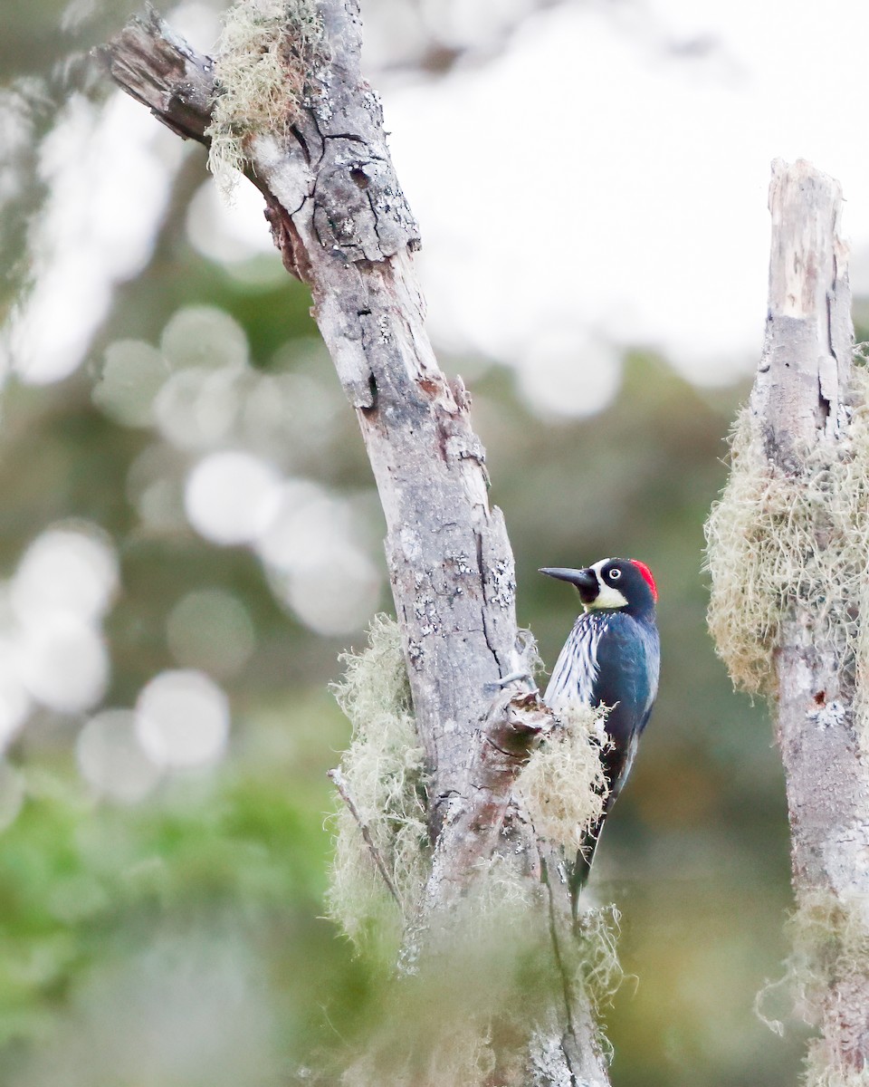 Acorn Woodpecker - ML618262487