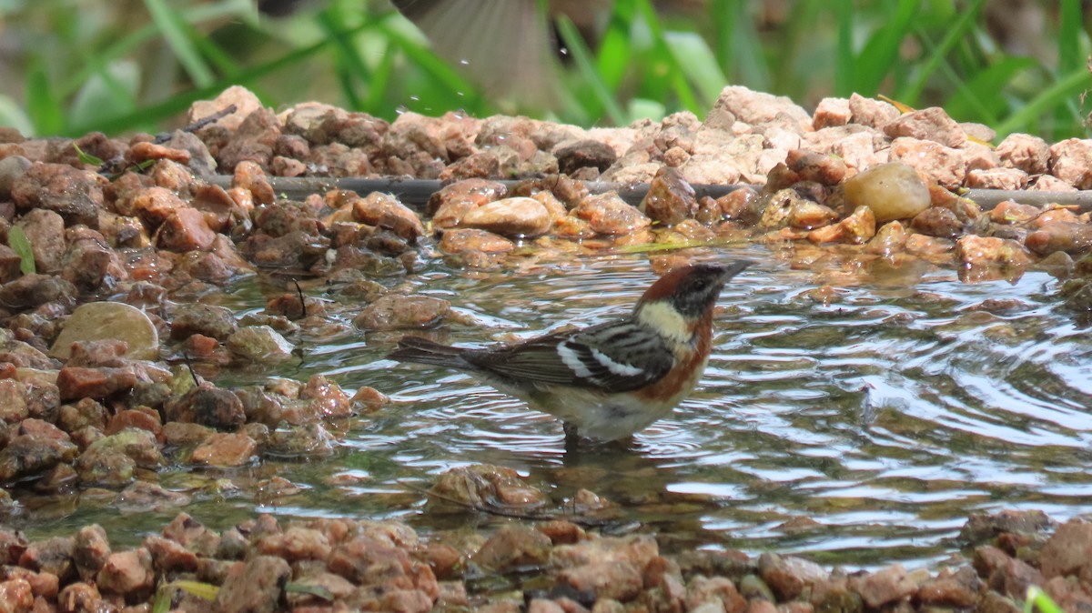 Bay-breasted Warbler - Carol Bell