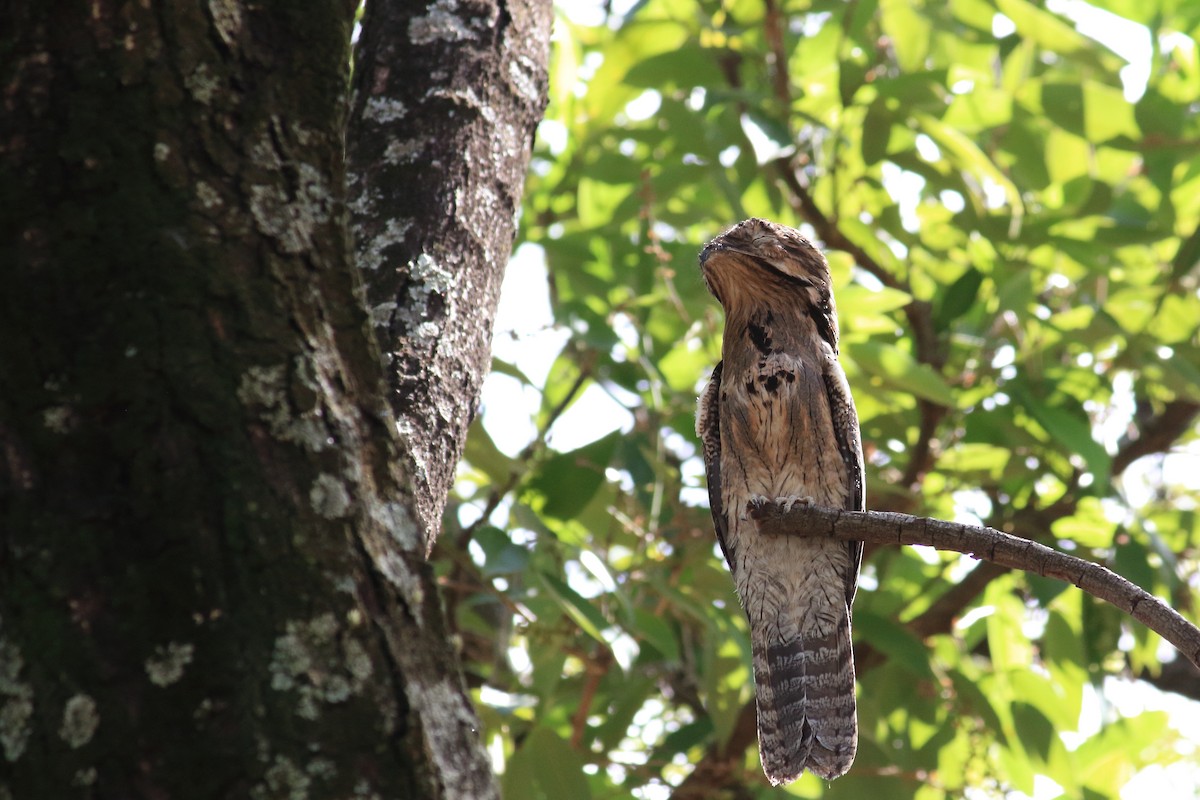 Common Potoo - ML618262519