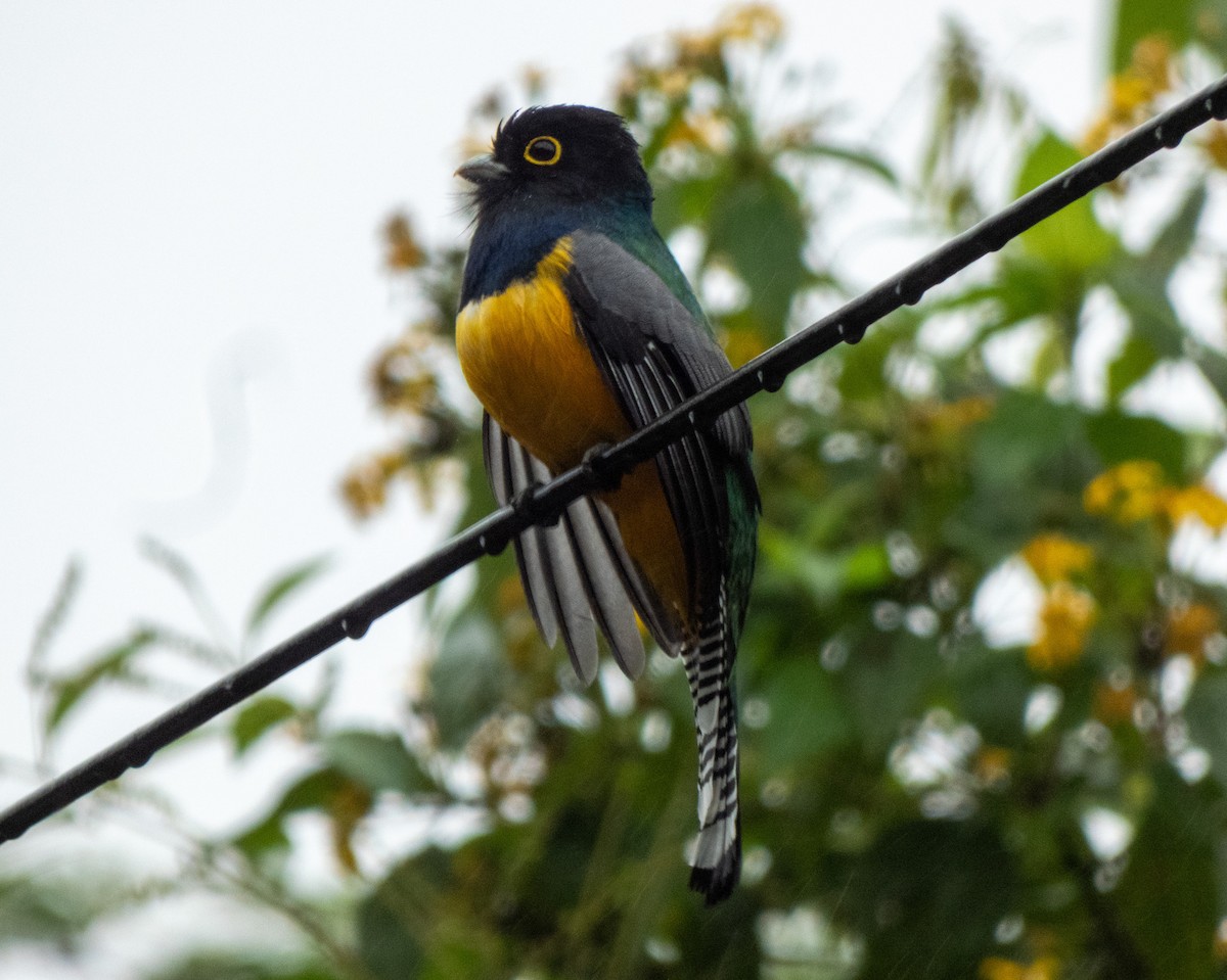 Gartered Trogon - ML618262528