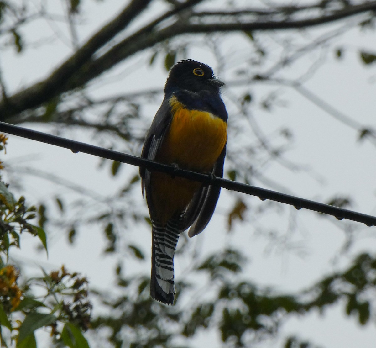 Gartered Trogon - ML618262529