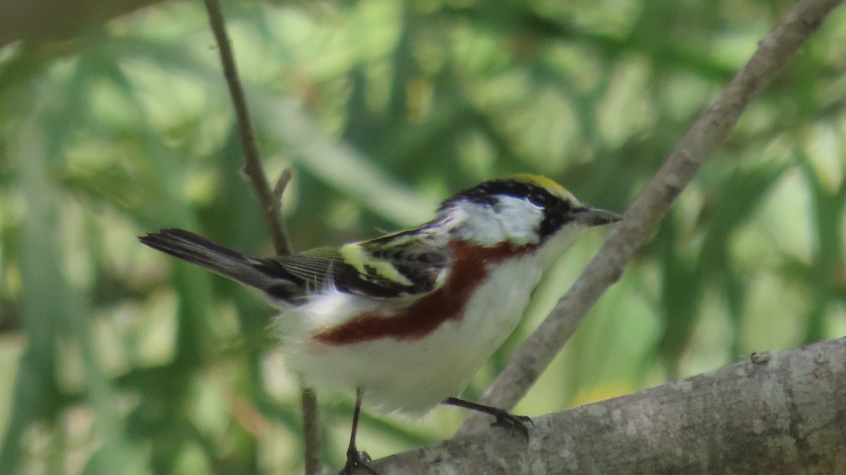 Chestnut-sided Warbler - Carol Bell