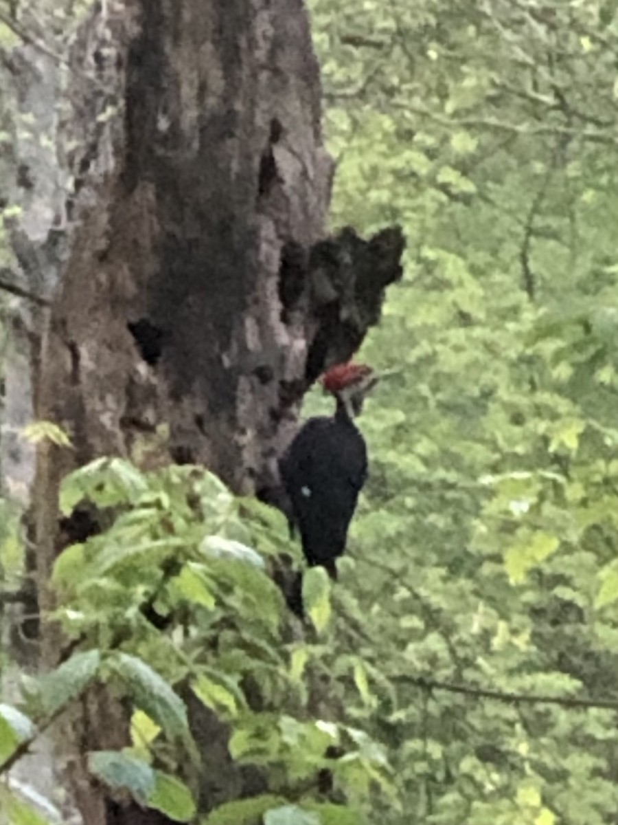 Pileated Woodpecker - ML618262570