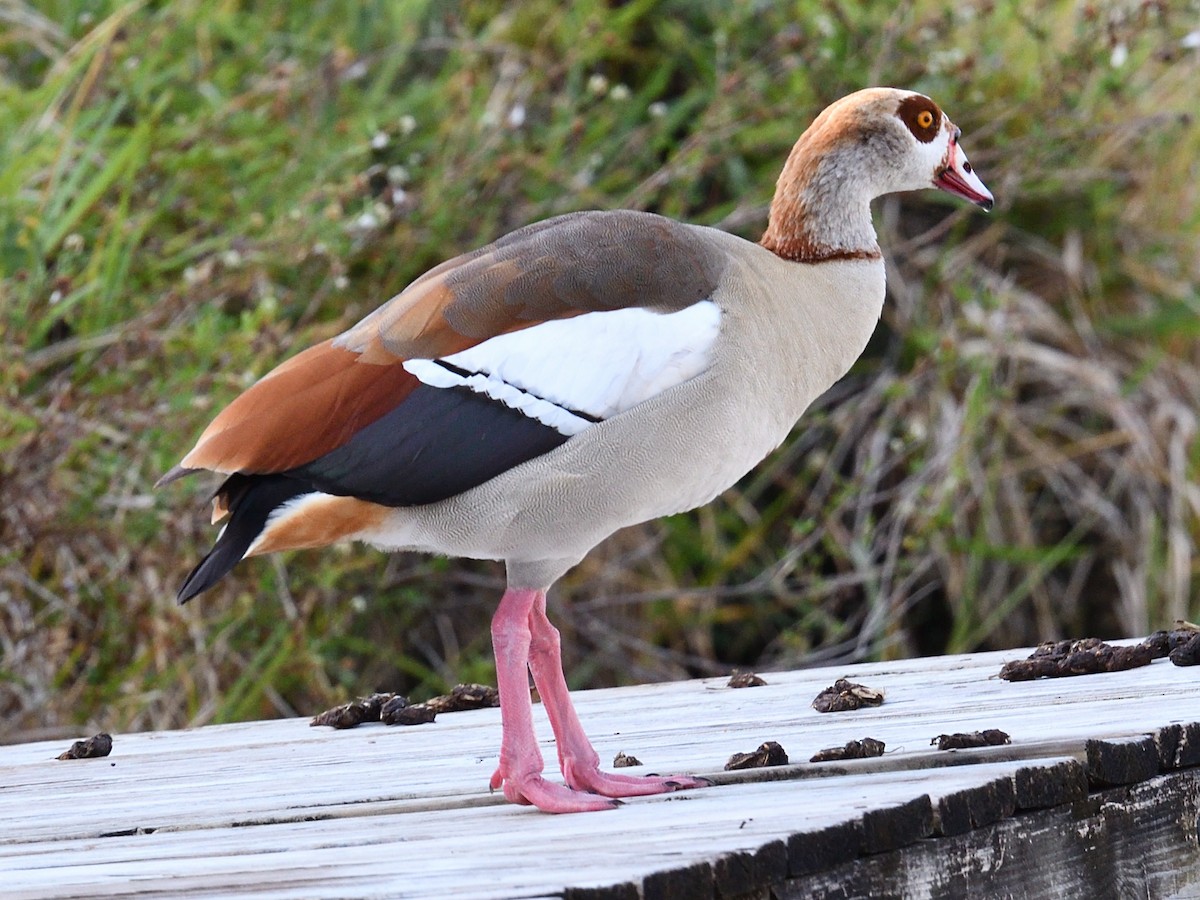 Egyptian Goose - Thomas Dorazio