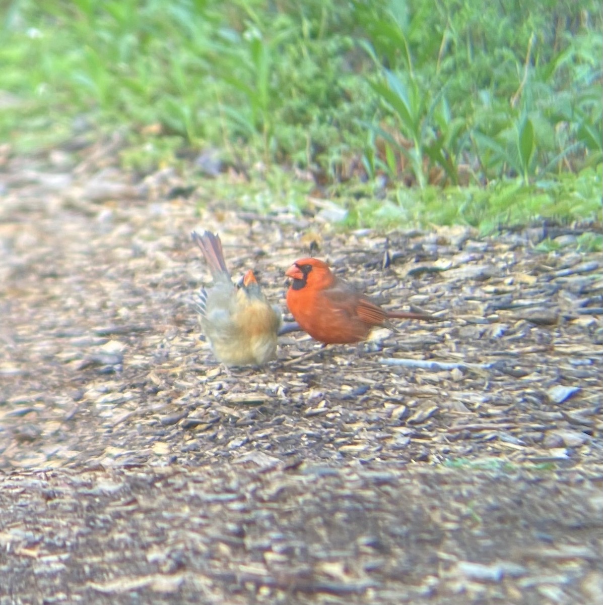 Northern Cardinal - Colby Merrill