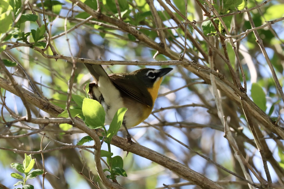 Yellow-breasted Chat - ML618262588