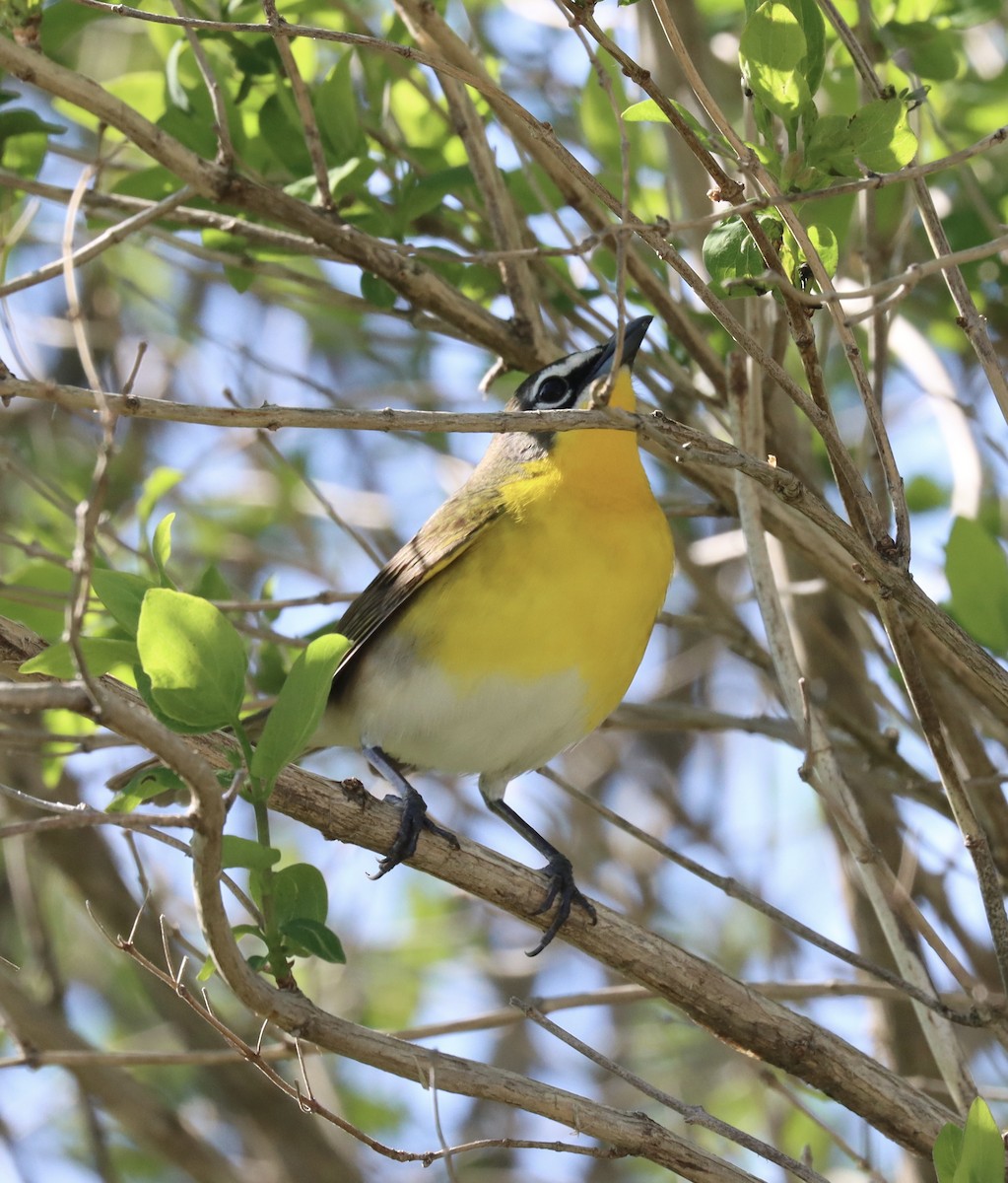 Yellow-breasted Chat - ML618262589