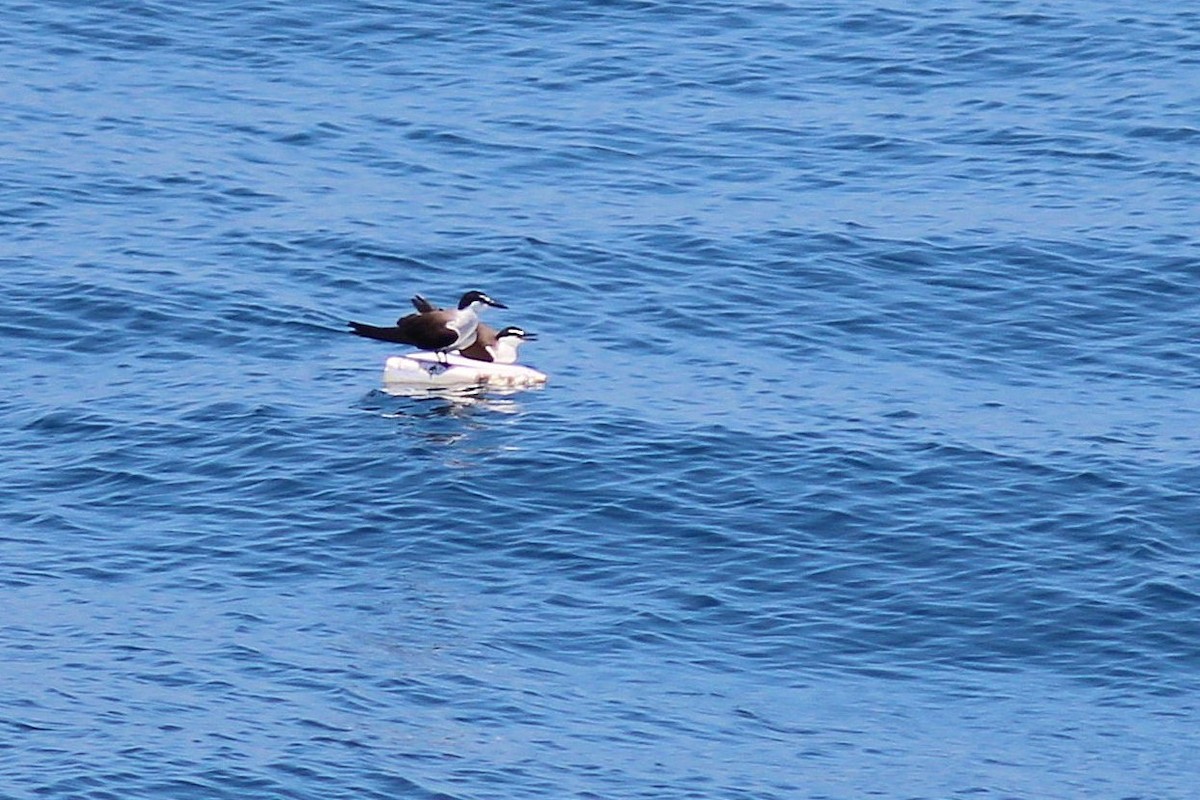 Bridled Tern - ML618262591