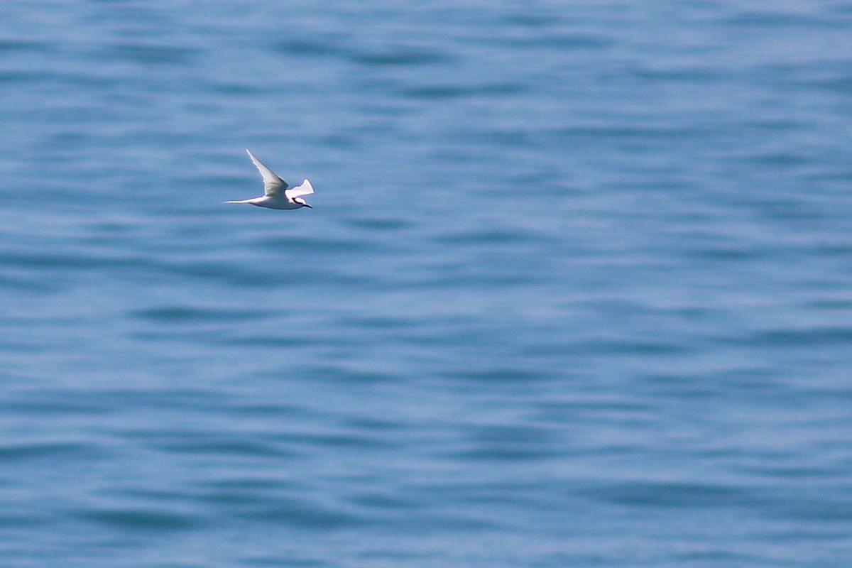 Black-naped Tern - ML618262593