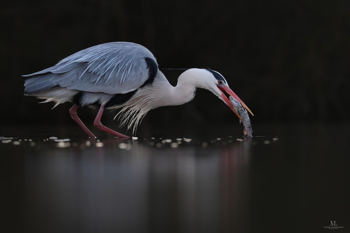 Gray Heron - Maxime Légaré-Vézina