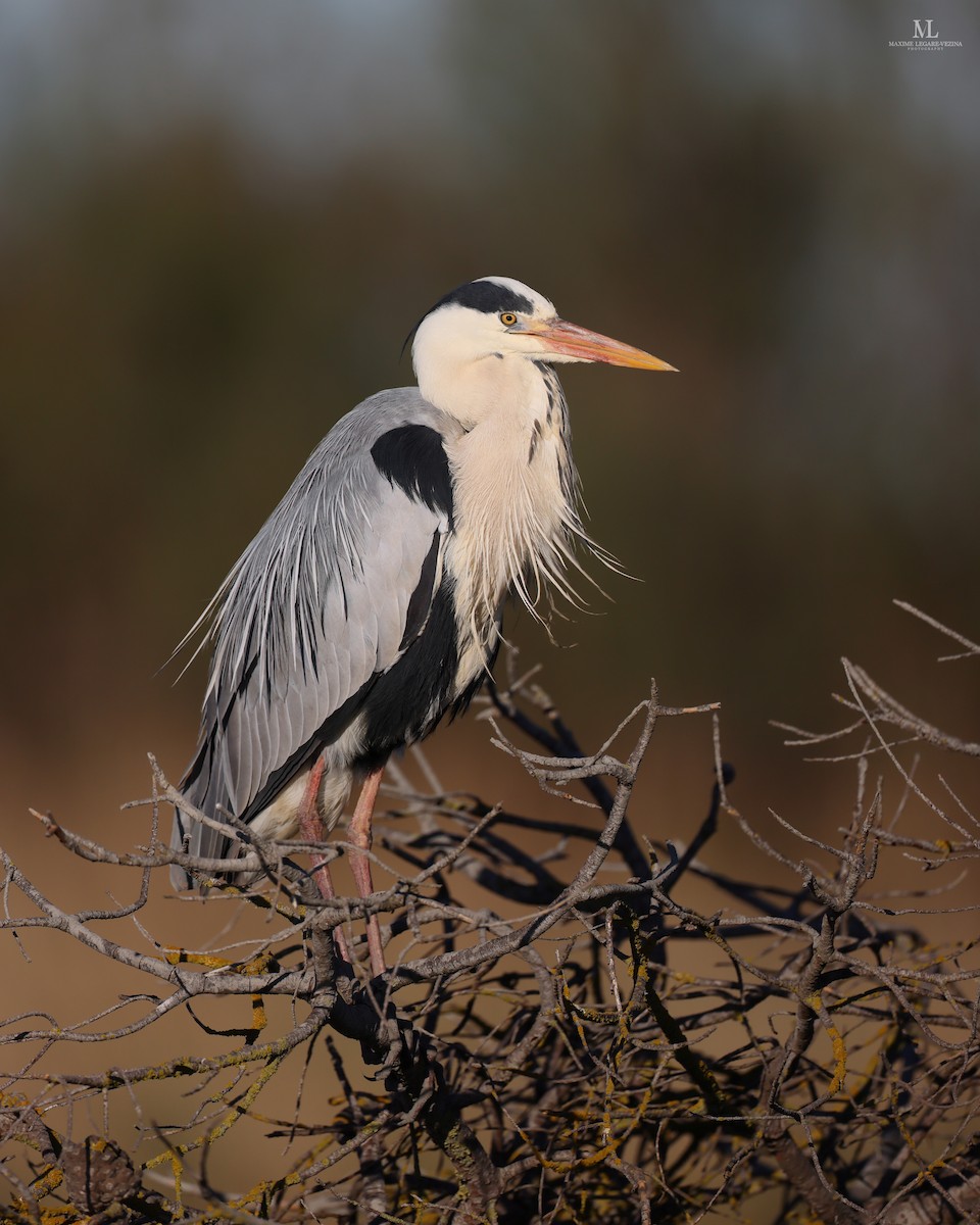 Gray Heron - Maxime Légaré-Vézina