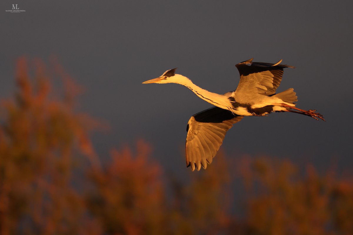 Gray Heron - Maxime Légaré-Vézina