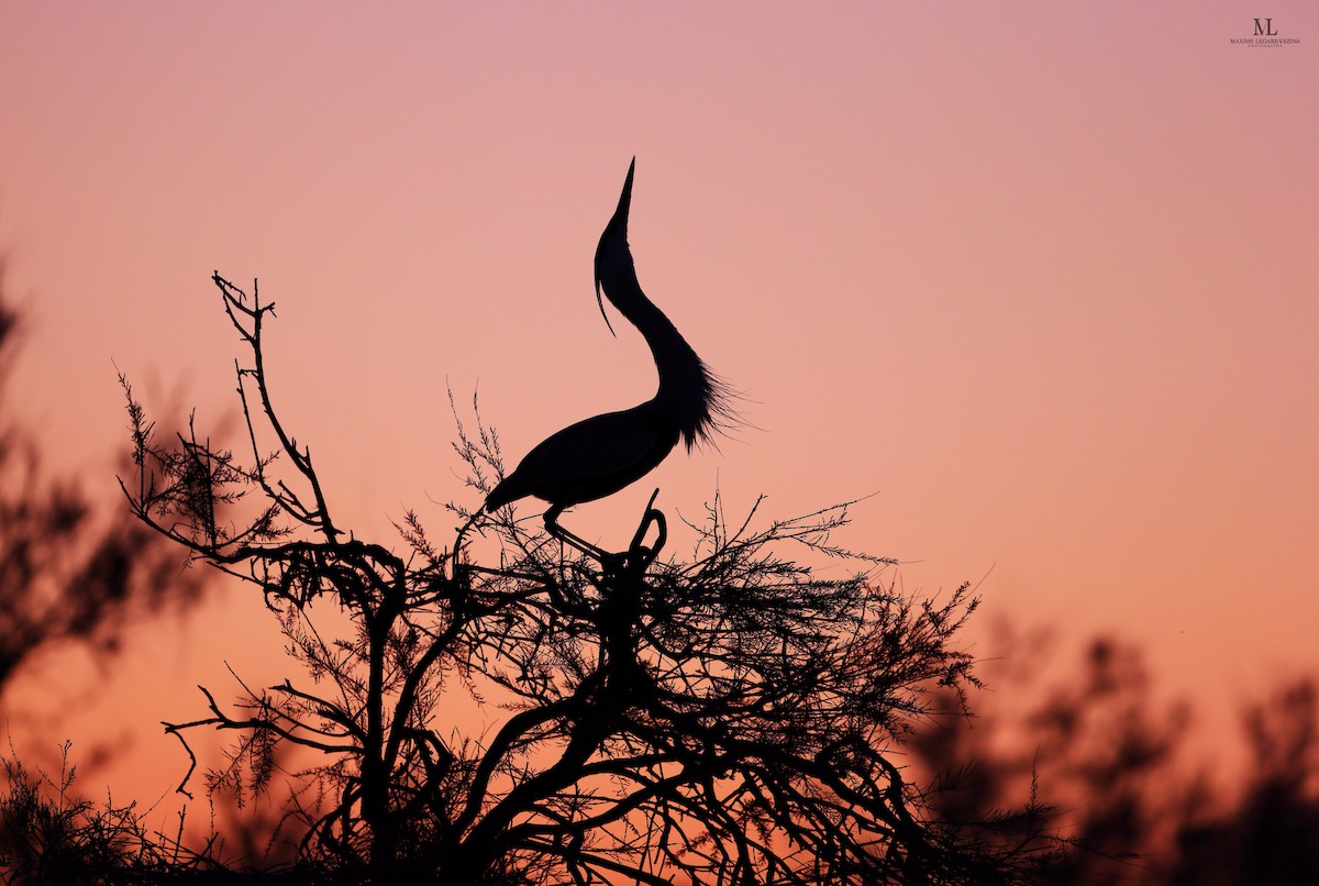 Gray Heron - Maxime Légaré-Vézina