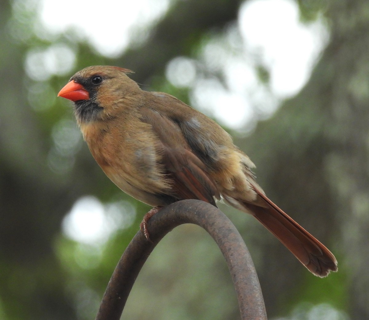 Northern Cardinal - Carol Porch