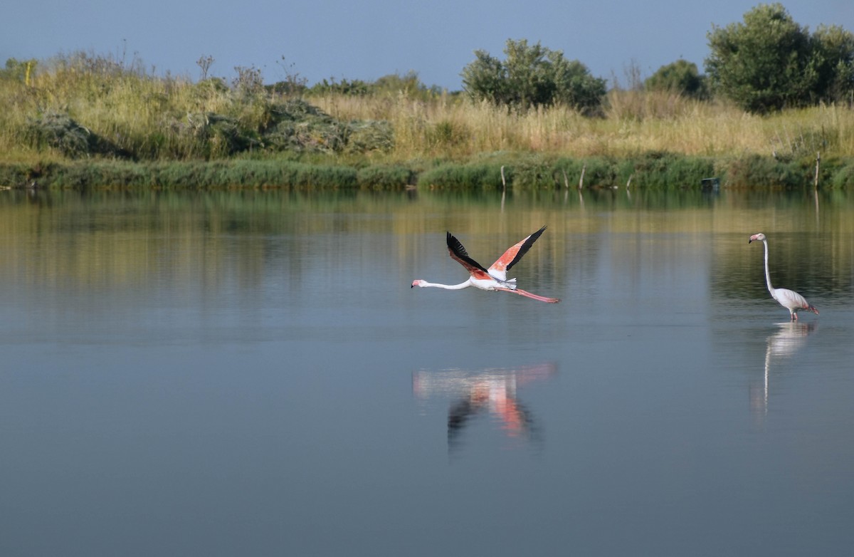 Greater Flamingo - Spyros Katapodis