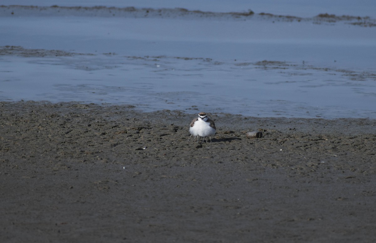 Kentish Plover - Spyros Katapodis