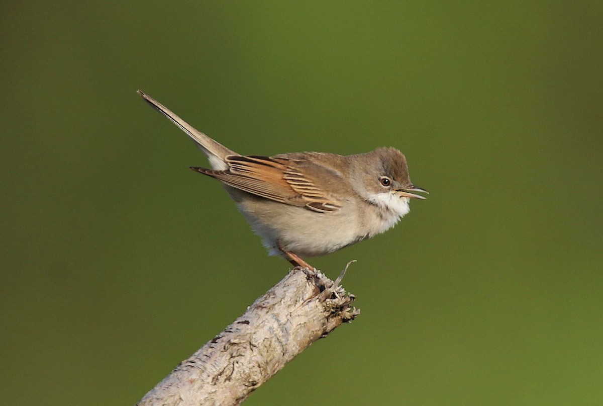 Greater Whitethroat - ML618262648