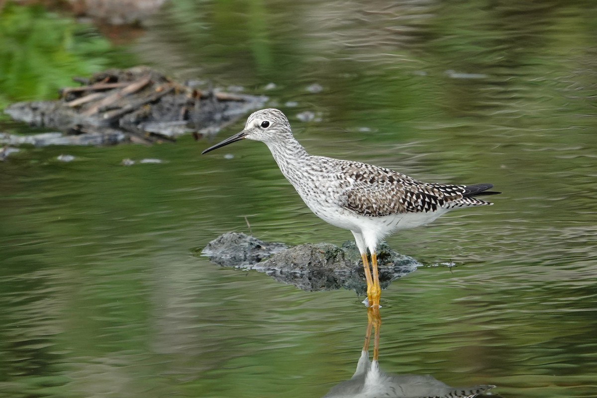 Lesser Yellowlegs - Vincent Rufray