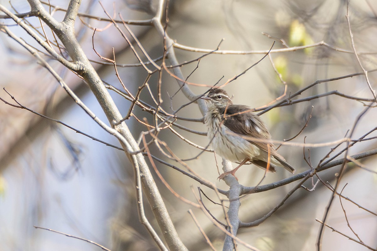 Louisiana Waterthrush - County Lister Brendan