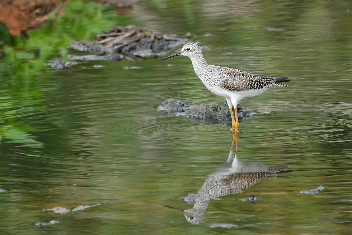 Lesser Yellowlegs - ML618262658