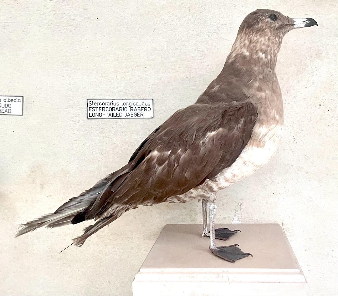 Long-tailed Jaeger - JBond West Indies Supplements Data